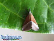 mariposa-hypena-proboscidalis-butterfly-honduras-1