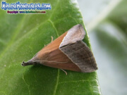 mariposa-hypena-proboscidalis-butterfly-honduras-2