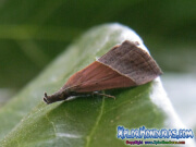 mariposa-hypena-proboscidalis-butterfly-honduras-3