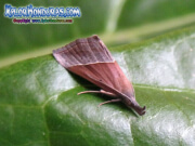 mariposa-hypena-proboscidalis-butterfly-honduras-5