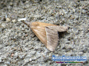 mariposa-hypena-proboscidalis-butterfly-honduras-6