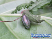 mariposa-hypena-proboscidalis-butterfly-honduras-capullo-1