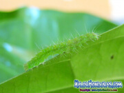 mariposa-hypena-proboscidalis-butterfly-honduras-gusano-1