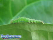 mariposa-hypena-proboscidalis-butterfly-honduras-gusano-2