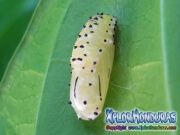 melanis-pixe-sanguinea-mariposa-19-capullo