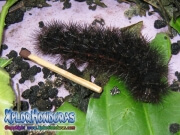 Hypercompe scribonia giant brown Leopard Moth caterpillar