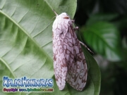 Hypercompe scribonia giant Leopard Moth