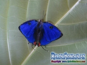 Butterfly Panthiades bathildis Zebra Cross streak