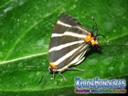 Butterfly Zebra Cross streak Panthiades bathildis honduras