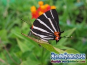 Butterfly Zebra Cross streak Panthiades bathildis