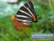 Mariposa doble cabeza Panthiades bathildis Zebra Cross streak