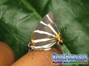 Mariposa Panthiades bathildis Zebra Cross streak honduras