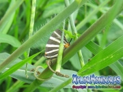 Mariposa Panthiades bathildis Zebra Cross streak