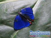 Mariposa Zebra Cross streak Panthiades bathildis