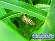 Mariposa zebra Panthiades bathildis Zebra Cross streak
