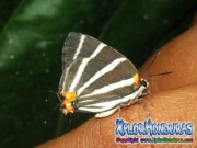 Panthiades bathildis Zebra Cross streak honduras