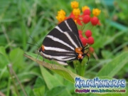 Zebra Butterfly Zebra Cross streak Panthiades bathildis
