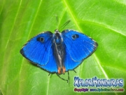 Zebra Cross streak Panthiades bathildis honduras