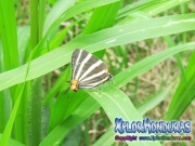 Zebra Cross streak Panthiades bathildis