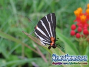Zebra Mariposa Panthiades bathildis Zebra Cross streak