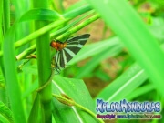Zebra Panthiades bathildis Zebra Cross streak
