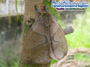periphoba-arcaei-hemileucine-giant-silkmoth-honduras-mariposa-04
