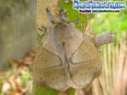 periphoba-arcaei-hemileucine-giant-silkmoth-honduras-mariposa-06
