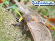 periphoba-arcaei-hemileucine-giant-silkmoth-honduras-mariposa-12