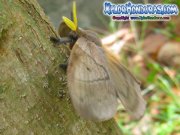 periphoba-arcaei-hemileucine-giant-silkmoth-honduras-mariposa-13