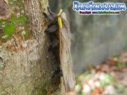periphoba-arcaei-hemileucine-giant-silkmoth-honduras-mariposa-14