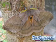 periphoba-arcaei-hemileucine-giant-silkmoth-honduras-mariposa-15