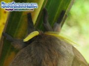 periphoba-arcaei-hemileucine-giant-silkmoth-honduras-mariposa-18