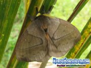 periphoba-arcaei-hemileucine-giant-silkmoth-honduras-mariposa-20