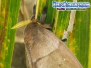 periphoba-arcaei-hemileucine-giant-silkmoth-honduras-mariposa-22