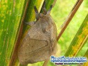 periphoba-arcaei-hemileucine-giant-silkmoth-honduras-mariposa-25