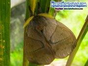 periphoba-arcaei-hemileucine-giant-silkmoth-honduras-mariposa-27