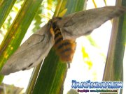 periphoba-arcaei-hemileucine-giant-silkmoth-honduras-mariposa-29