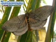 periphoba-arcaei-hemileucine-giant-silkmoth-honduras-mariposa-30