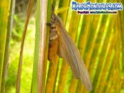 periphoba-arcaei-hemileucine-giant-silkmoth-honduras-mariposa-34