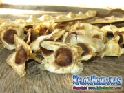 moringa-09