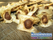 moringa-11