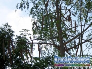 moringa-12