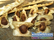 moringa-14
