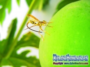 Mosca de la papaya papaya fruit fly