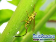 Mosca de la papaya hembra Toxotrypana curvicauda