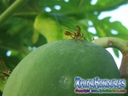 Mosca de la papaya macho papaya fruit fly male