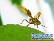 Mosca de la papaya macho papaya fruit fly male