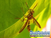 Mosca de la papaya macho Toxotrypana curvicauda
