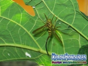 Mosca de la papaya papaya fruit fly female