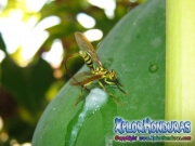 Mosca de la papaya papaya fruit fly